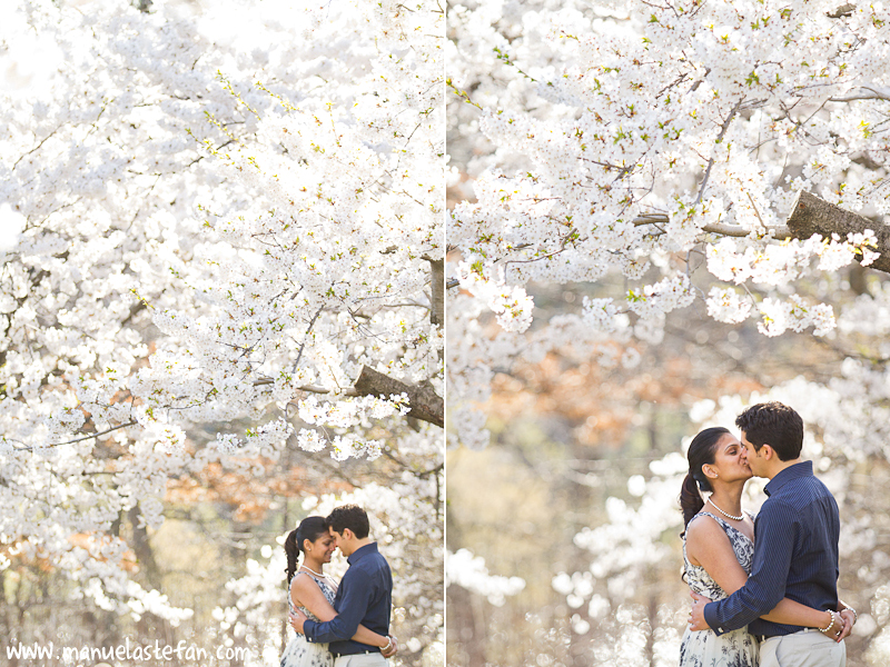 Cherry blossoms High Park 01