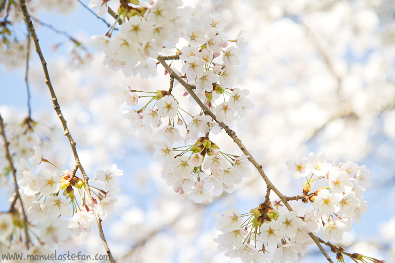 Japanese cherry trees High Park 01