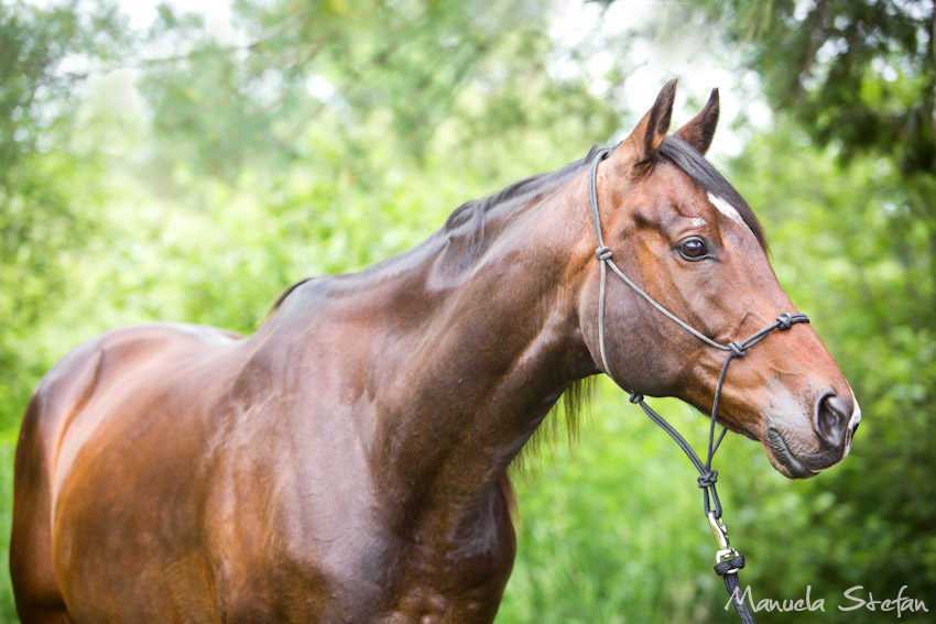 Horse Dalliance at Pine Brook Farm