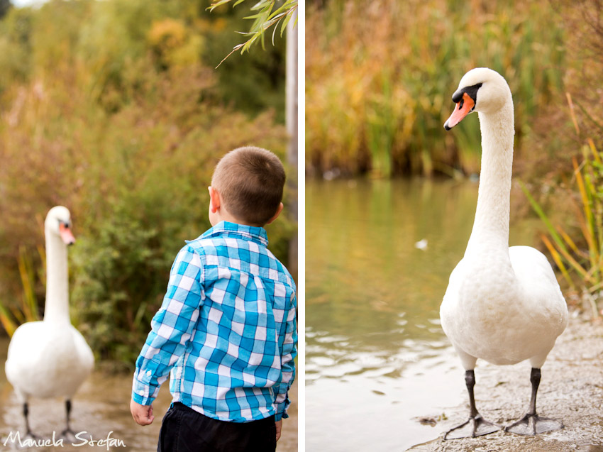 boy-and-swan-photos