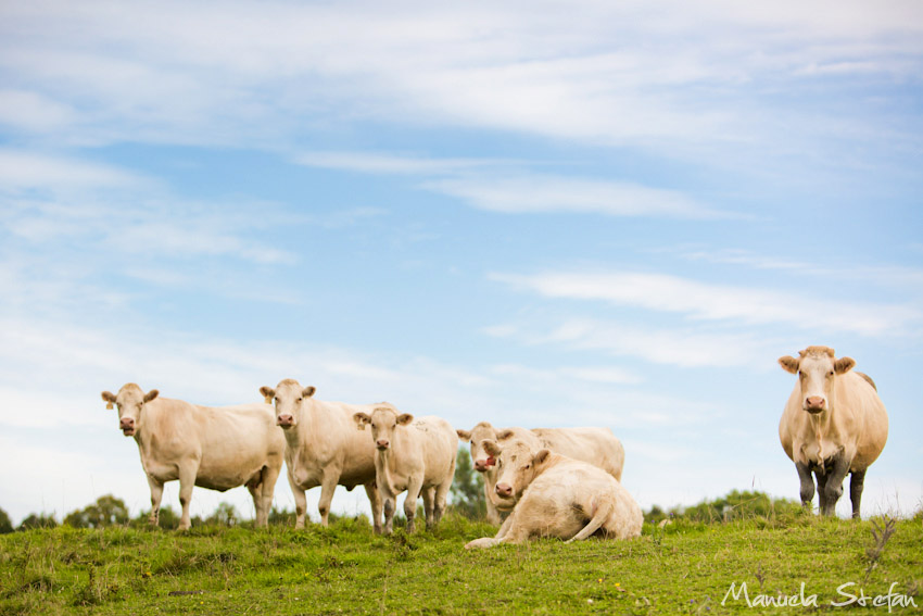 farm-animal-portraits-ontario