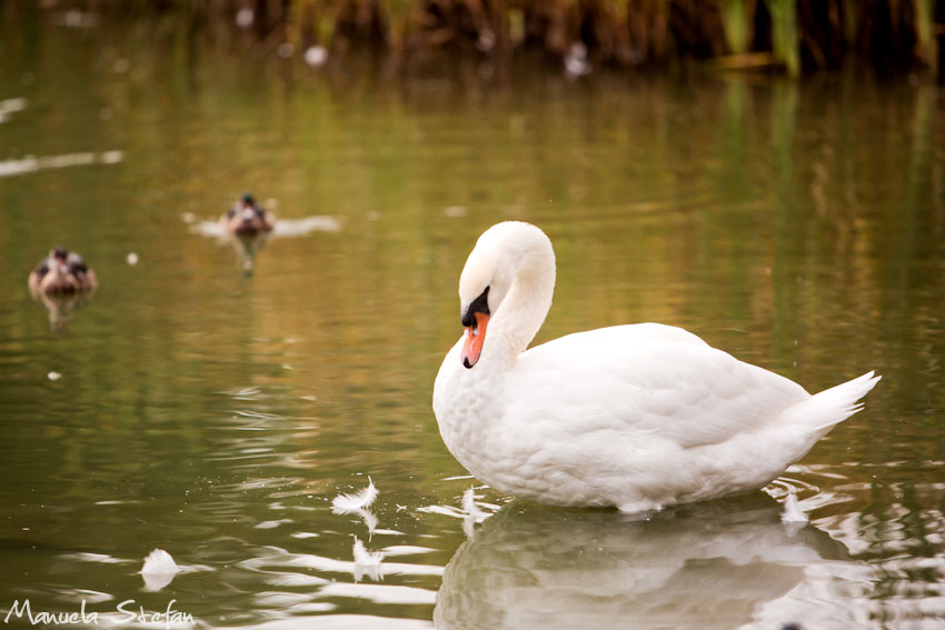 high-park-swan