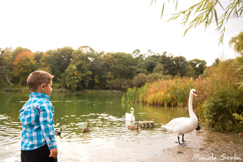 ittle-boy-and-swans-in-high-park